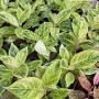 Aglaonema  Green A-83