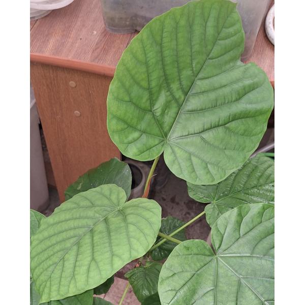 Фикус зонтичный / Ficus Umbellata (L)