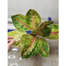Aglaonema Moonlight- Pink A-103