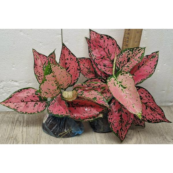 Аглаонема камкун номер 1 - Супер розовая. / Aglaonema Kamkoon no.1 - Super Pink A-61