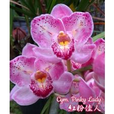 Цимидиум Пинки Леди / Cym. Pinky Lady