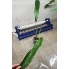 Philodendron sp.(T36) Pig skin 2+ lew стакан 900p