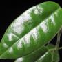 Hoya affinis No.2               659