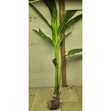 Геликония "Голден Торч" варегатная / Heliconia 'Golden Torch' variegated