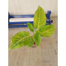 Aglaonema NEW18 Duang pa rich pot