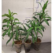 Драцена фрагранс варегатная  / Dracaena fragrans variegated