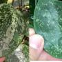 Hoya sp.851 ‘Heart leaf’ (Silver Spot) 851