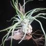 T. streptophylla x bulbosa (US) 62