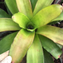 Neoregelia 'Passion' x 'Grace'.