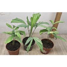 Caryota variegated (S) 