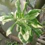 Citrus maxima albomarginata 'Super White' (Grafted)