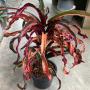 Codiaeum Phaya Phuchong.