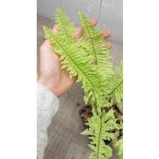 Nephrolepis exaltata cv. Vintage Lace (Golden) (S)