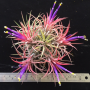 Tillandsia ionantha 'Red'.