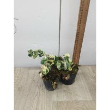 Hoya Indian Rope albomaginata pot S