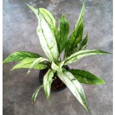 Spatiphyllum New One