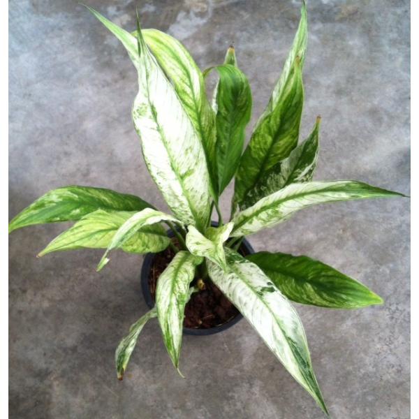 Spatiphyllum New One