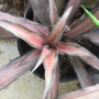 Cryptanthus Pixie (Bromeliad