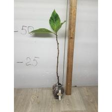 Ficus sp.(T32) Golden variegated
