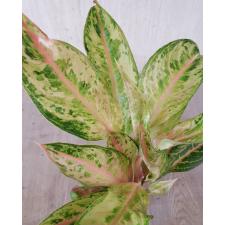 Aglaonema Aradin A-16