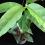 Hoya sp.554 (aff. cystiantha) KL West Malaysia          554