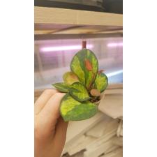 Hoya Australis lisa 1р