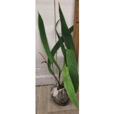 Антуриум виттарифолиум (Зеленый Лист) / Anthurium vittarifolium (green leaf)