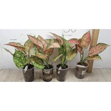 Aglaonema Look Sethi A-124