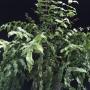 Goniophlebium verrucosum (Asplenium sp.)