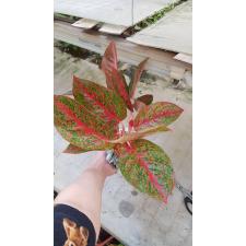 Aglaonema T20 Sub Mongkol 1100p