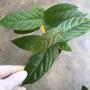 Ficus sp.(T25) aff villosus (big leaf) Southern Thailand