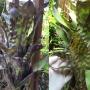 Aechmea sp.(T01)