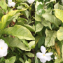 Gardenia sp. Golden leaf again.