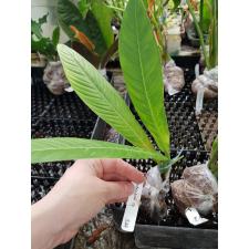 Philodendron lynette 549