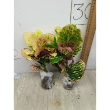 Codiaeum A58 Set tee mai