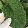 Hoya vitellinoides (big leaf)(#853).    853