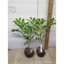 Fagraea sp.(T01) variegated 94