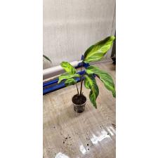 Calathea Yellow Fusion  pot 