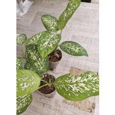 Dieffenbachia sp hybrid S  стакан