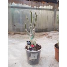 Adenium sp. 16