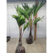 Hyophorbe lagenicaulis (Bottle palm) 129