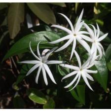 Jasminum nitidum (not variegated) 149
