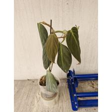 philodendron gigas L pot