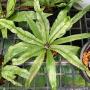 Asplenium nidus variegated ex Japan