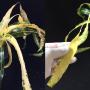Codiaeum Inthara Rungsan