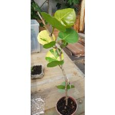 Cocoloba uvifera variegata 58/1