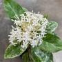 Ixora finlaysoniana variegata