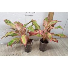 Aglaonema Aurora - Orange A-6