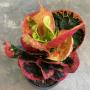 Codiaeum Pink Candy