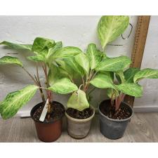Аглаонема Желтый Монгкон / Aglaonema Yellow Mongkon Горшок